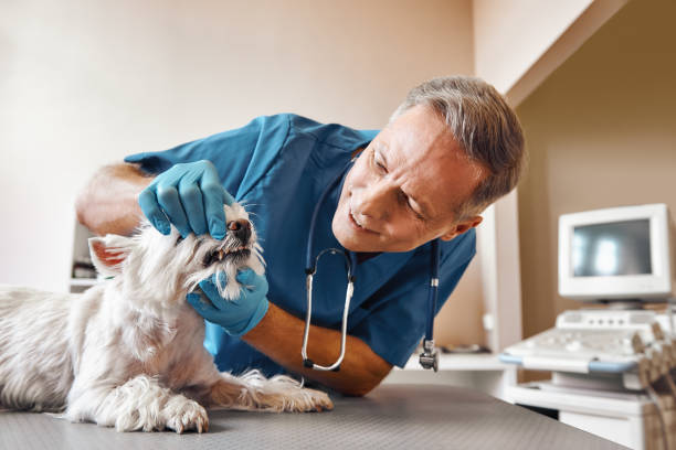 Best Emergency Wisdom Teeth Removal in Leadville North, CO
